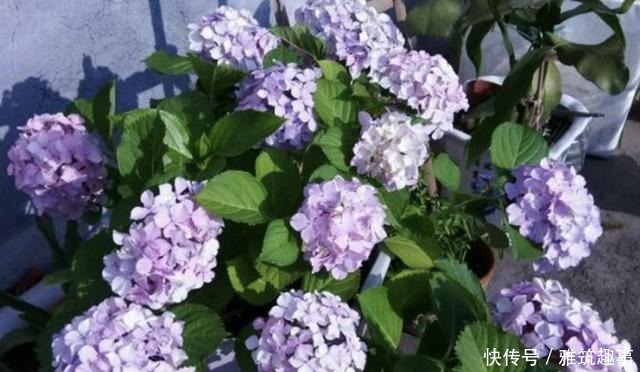  放在阳台上|总是养不好绿萝？不妨养3种“懒人花”，放阳台上晒，开满花！