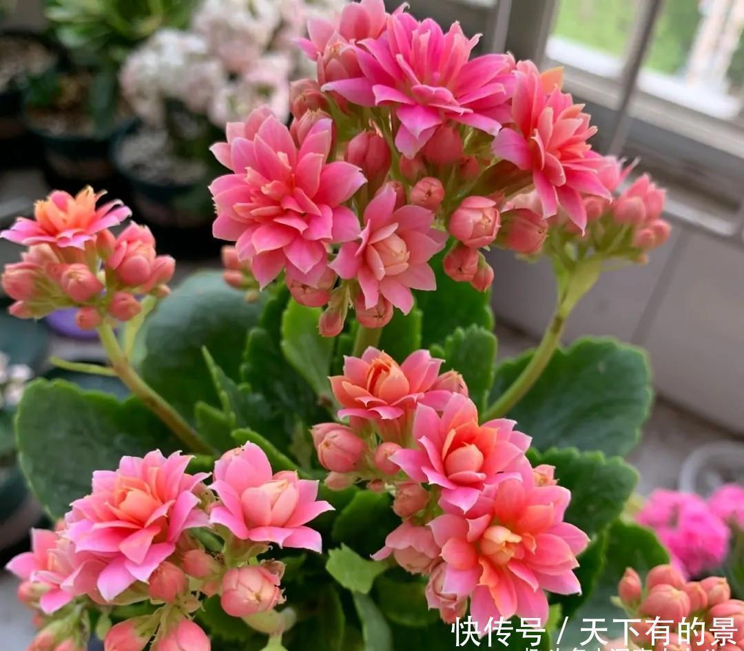 长寿|长寿花有“三怕”,入冬养护得避开,养成小老桩,清香宜人小半年