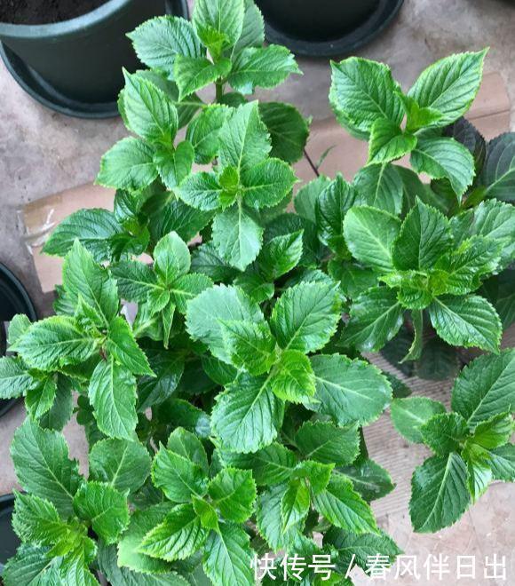 春天买绣球,“老的”不如小的好,便宜好养,开花劲头大