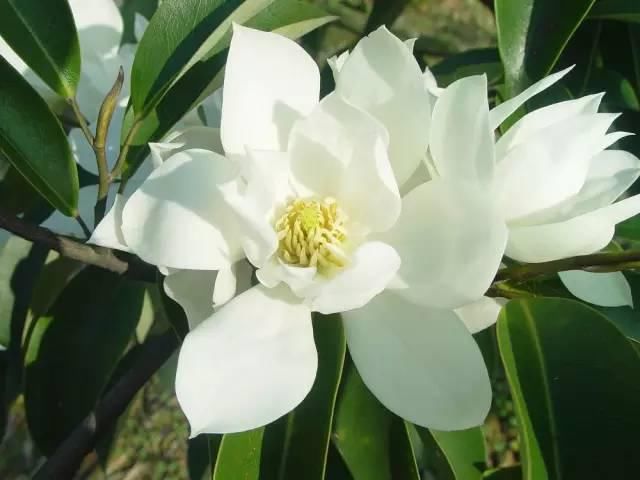 送给那些养花，却总是把花养死的人