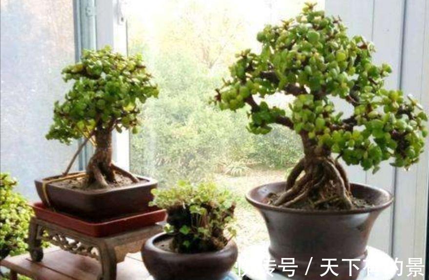 株型|养金枝玉叶，做到“3多1少”，能快速养成老桩，价值高