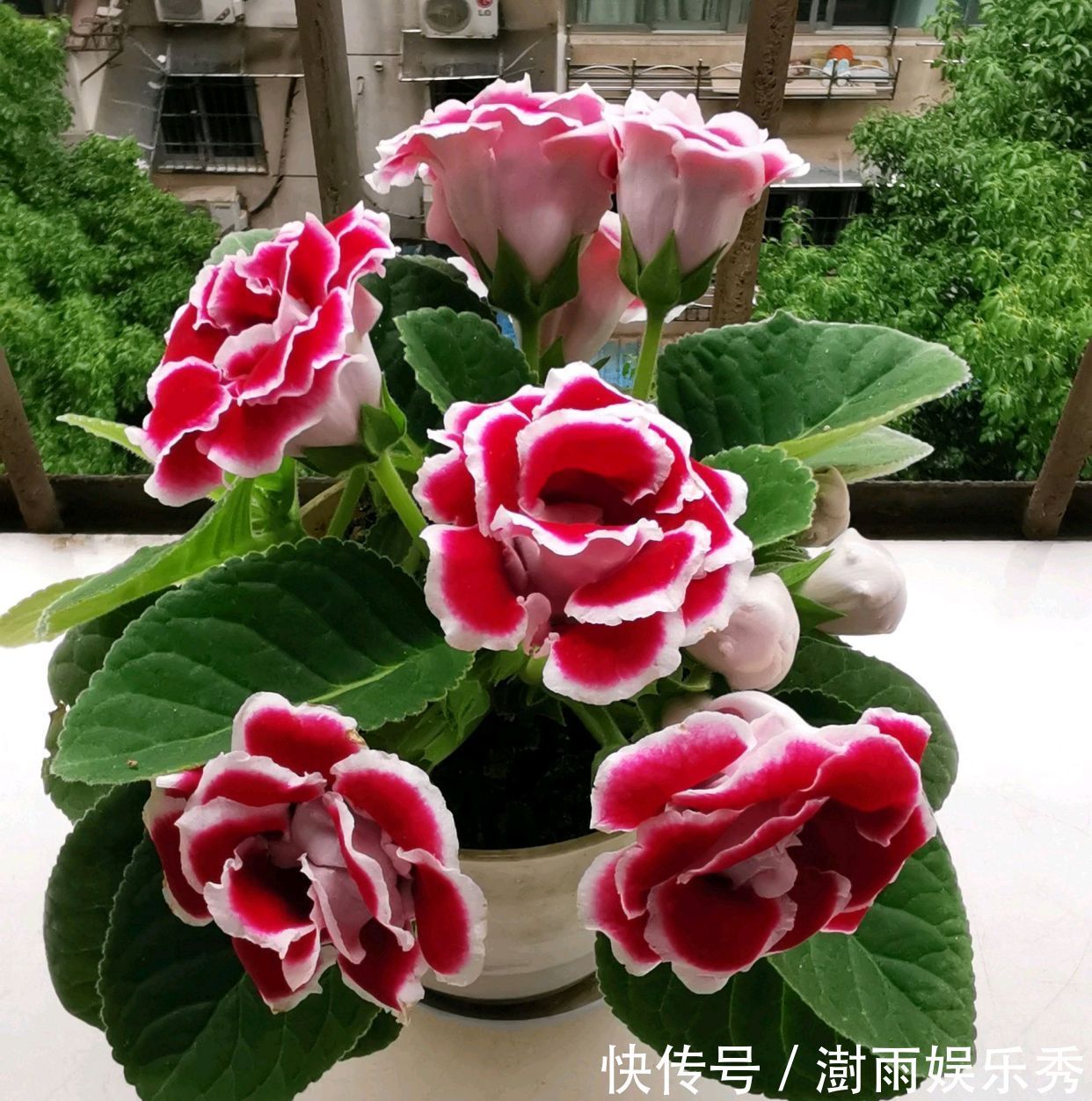 13种“阴冷花”,客厅没光照,长得更旺,越晒越难看