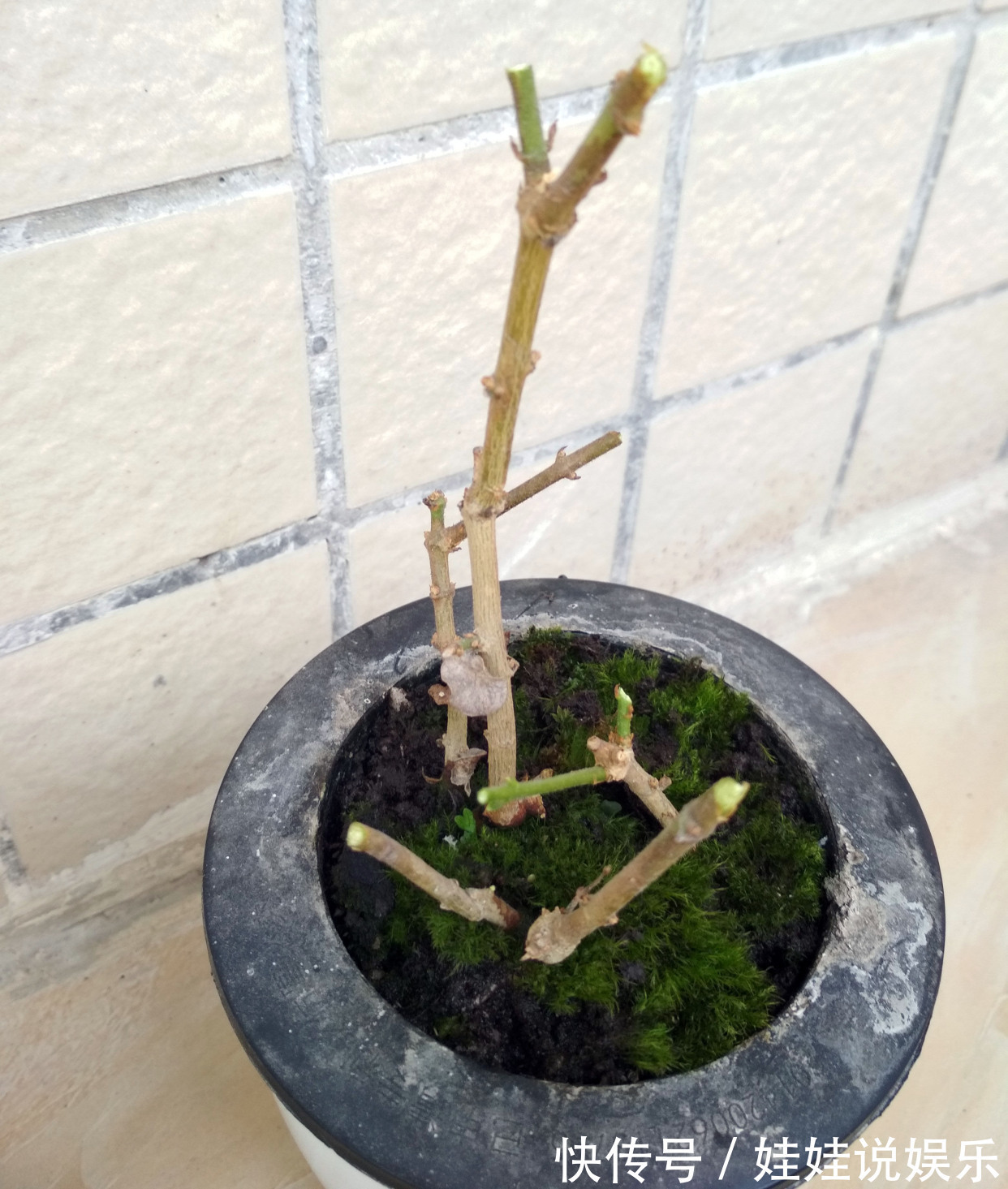 茉莉花总徒长,开花少,2个方法就能矮化,枝条壮,开花多