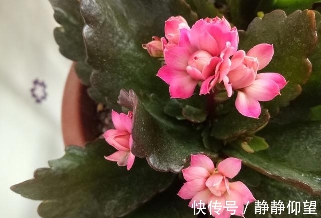 长寿花这个地方剪一剪,满头冒花苞,独苗绽放层叠群花