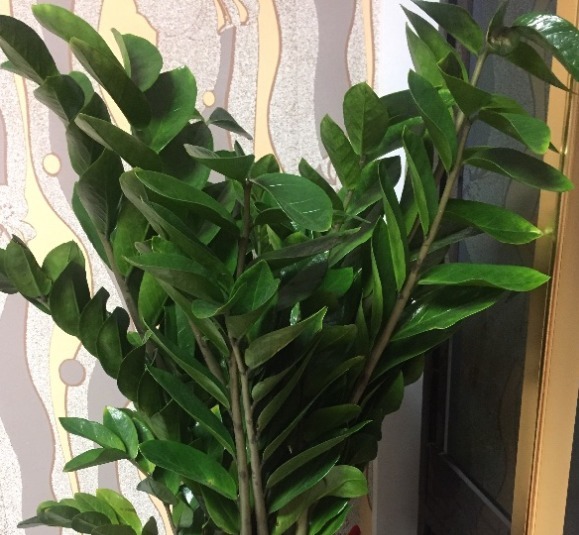 金钱树长得快、蹿新芽，注意一个问题，叶子绿得冒油！