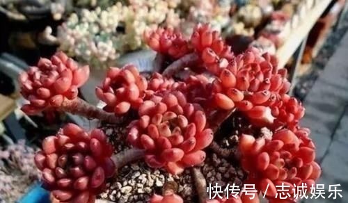 多肉|养多肉植物，用上4个“小技巧”，长成老桩更漂亮