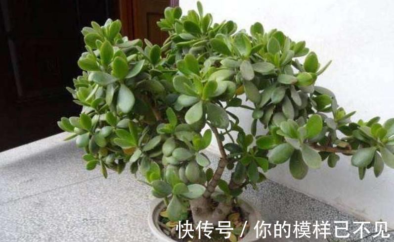 植物|老人常说,别看三种树长得“丑”,但是它镇宅养人,招财进宝
