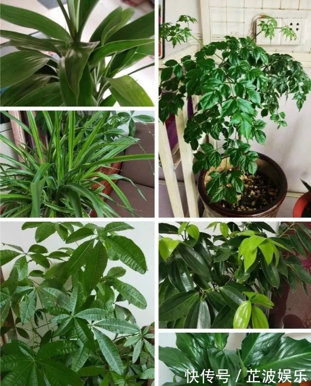 绿萝浇啤酒,文竹来勺糖,1个月嗖嗖长2米!