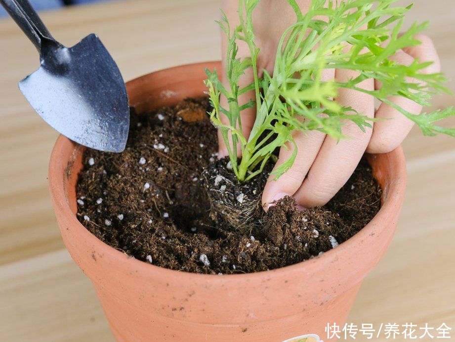 天竺葵|7种花养老桩不好，多扦插、养嫩苗，才能年年开花