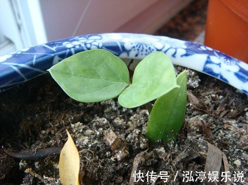 叶片|多余的叶片别浪费,试试扦插,不停冒嫩芽!