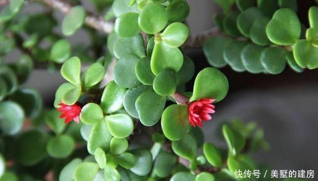 浇水|养金枝玉叶,一个小方法,一片叶子都不掉,长得枝繁叶茂又漂亮