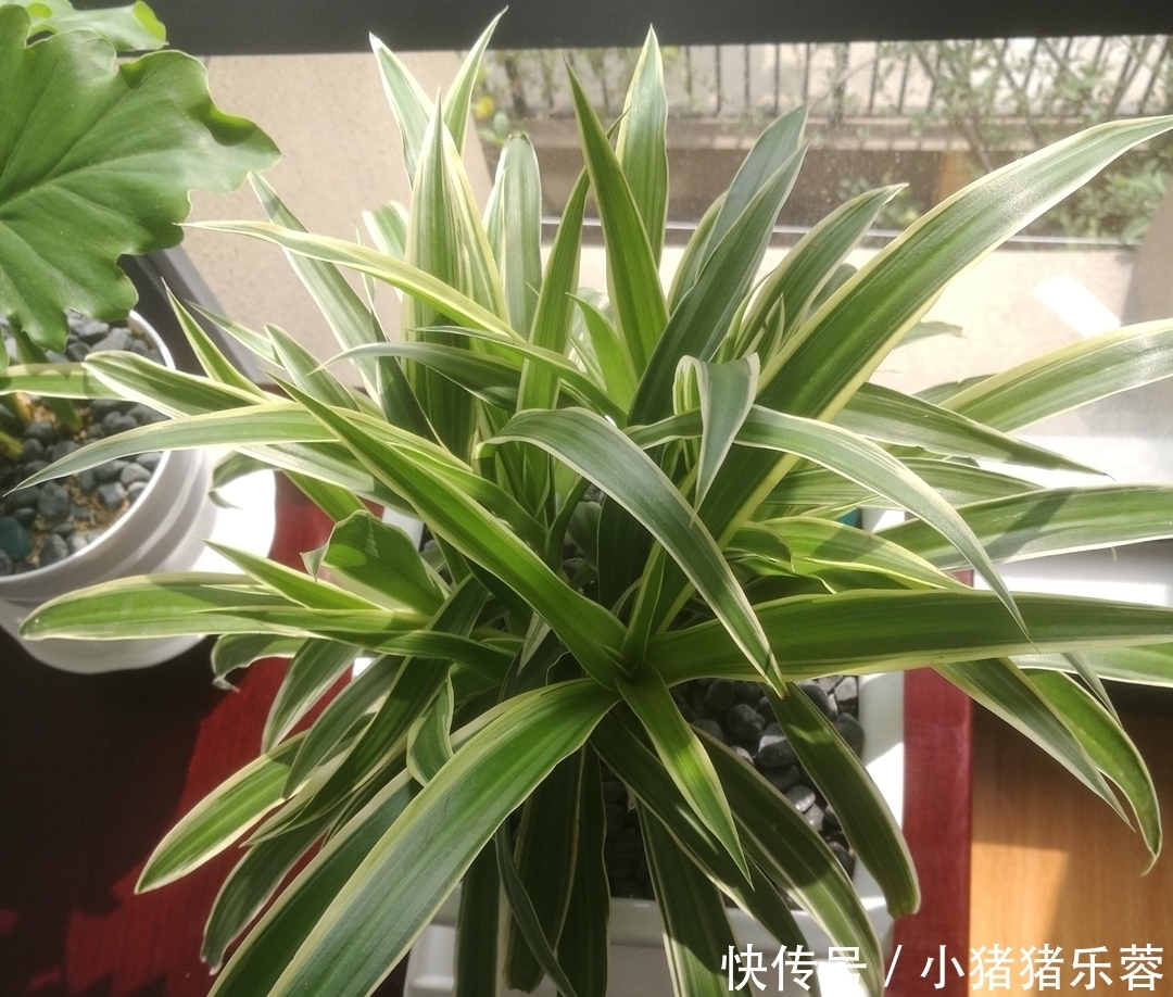 把吊兰养成“瀑布”,那是小意思,养成老桩盆景才是真本事