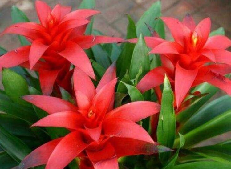 家里阳台就养这些花朵,超好养,开花就爆盆,花大色艳,开花超美