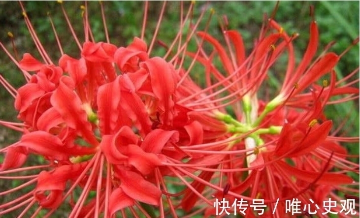 在家养|“4种花”别在家养 ,枝叶都有毒,尤其第3种,再漂亮也别养!