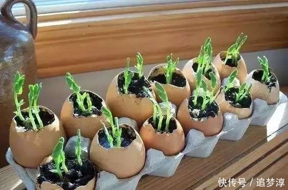 塑料瓶|家里的小东西都能用来养花,看看家里啥没扔