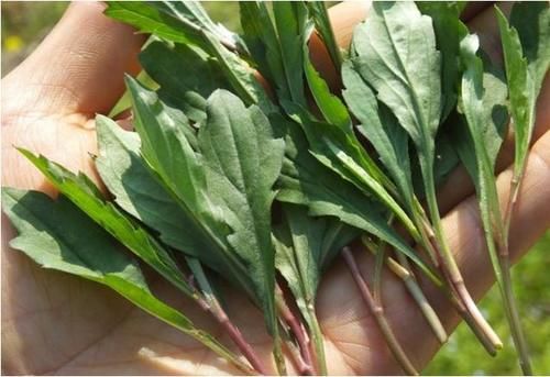 专家|专家提醒：三种蔬菜尽量少吃，还有不少人往家里买，不妨了解一下