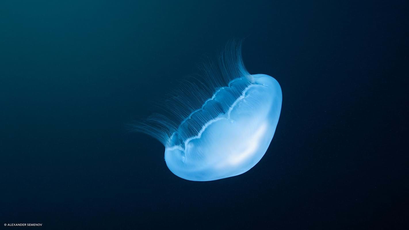 Capture One 21 Pro for Win v14.4.0.101 简体中文破解版