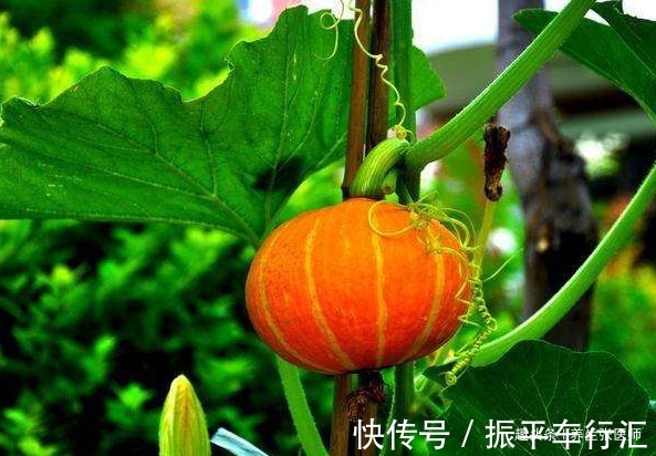 吃完南瓜一小时内，不要碰以下几物，很多人还不清楚，不妨了解下