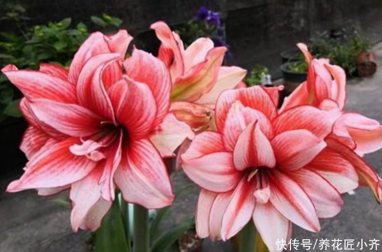 七种花不适合“南方”养,它们太怕热,要么容易烂,要么不开花