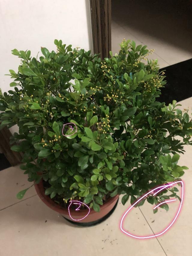 花店买回来的带花苞米兰花到底怎么养，才几天米兰花就叶黄花苞掉