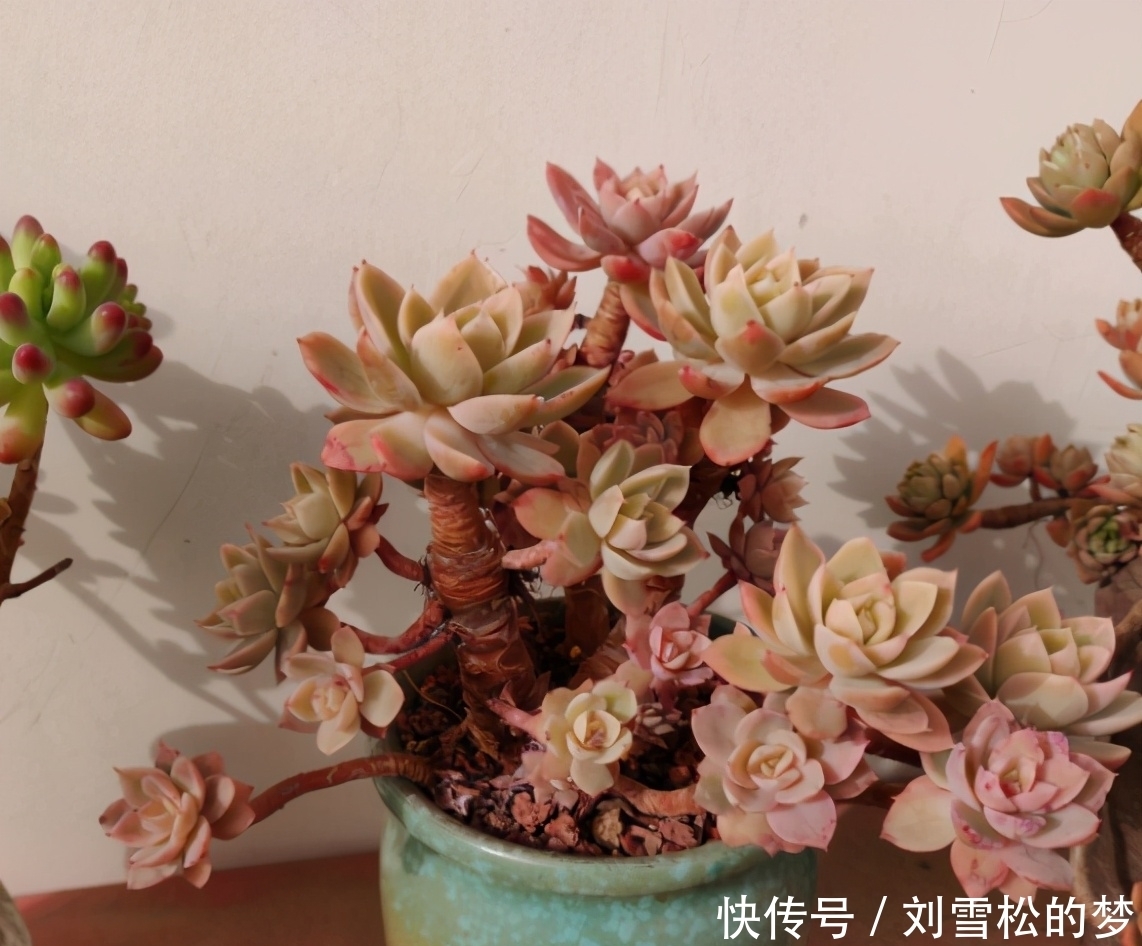 杆子|大水桩丝绸面纱的脱变,越控越小,杆子也越来越粗