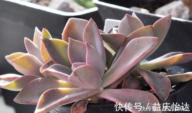 盆栽|这3款多肉,叶片粉嫩嫩,自带少女风,居家盆栽看着真撩人