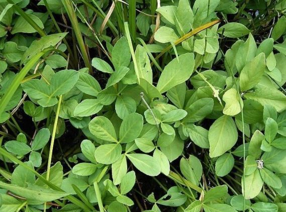 消化不良|乡下一种“睡菜”,吃多就想要睡觉,对付消化不良效果好,价值高