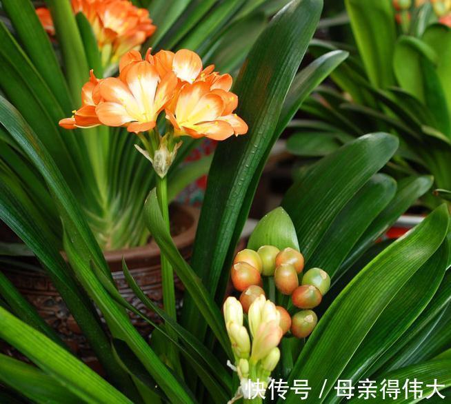 白绢病|盆栽君子兰软腐枯萎,常见3种病害,2分钟学会判断和治疗