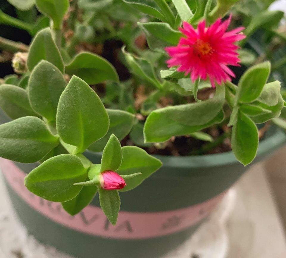 有“一些花”很好养活，给点水就能长，开花长叶很旺盛