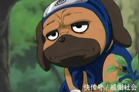 卡卡西|火影忍者:这3只通灵兽是最弱的,凯的忍龟、卡卡西的狗全上榜