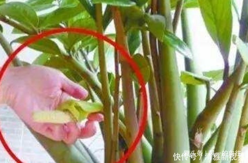 添福添吉|自带“财气”的3种花,家里一定要养,添福添吉日子越过越红火