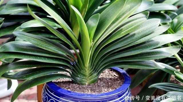 君子兰缺肥有什么症状一年四季怎样给君子兰施肥!