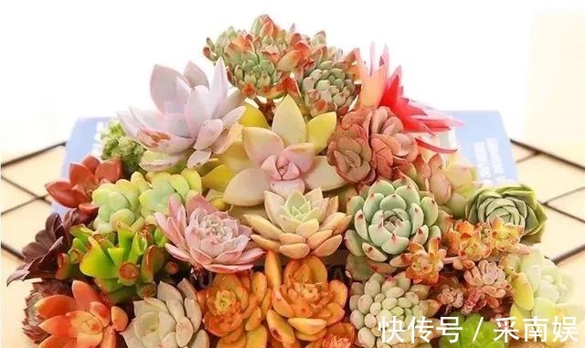 20款适合新手养的多肉,就算是养花杀手,也能养得又胖又美!