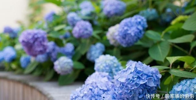 是因为|绣球花经常黄叶,养不好?那是因为养殖方法不对