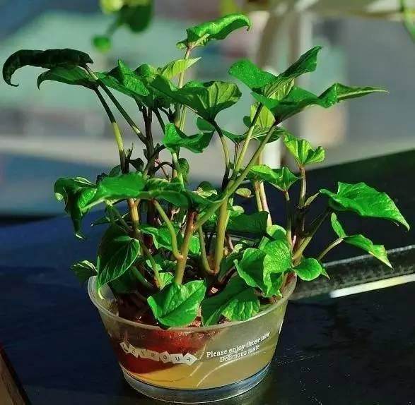 丢水里就能长得很好的6种蔬菜,比花美、比绿萝还好养!