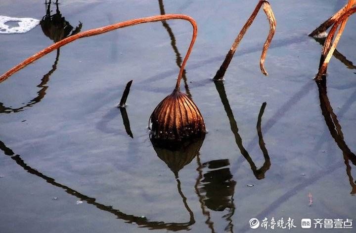 济南|正月济南寒潮猛，大明湖碧波荡漾残荷美