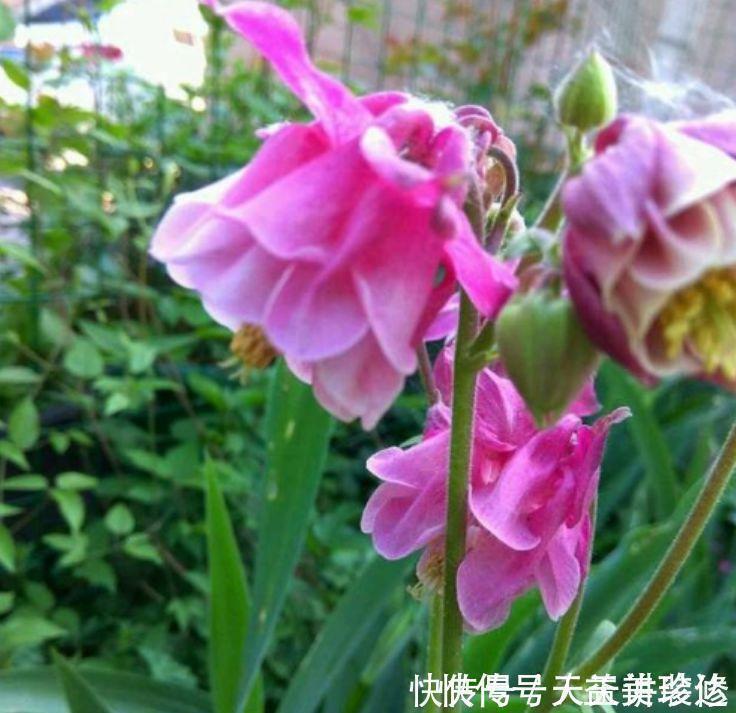 种花|4种花是“开花小能手”，三五天浇次水，其他都不用管