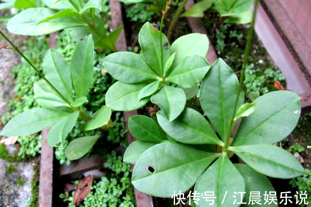 人参三七|山里的一种野草,人称“人参三七”,农民用来煮面条吃,农村也少