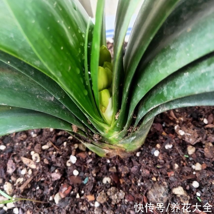 夏天|夏天养护君子兰，记住“两个不要”，不然状态会越来越差