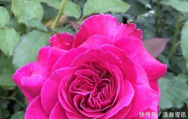 “高端玫瑰”女人香气,丰腴婀娜,花色艳丽,可以说养花必备