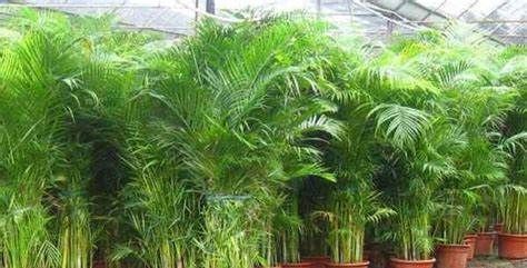 空间|养花试试这几款,能装饰空间还具有稳步上升财富与和平的寓意