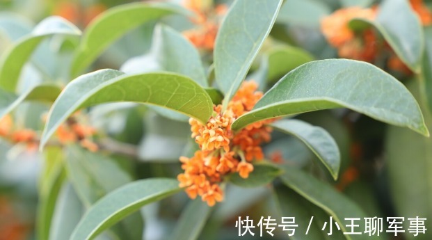 庭院无树，无福无禄？有院子就种15种树，随便选一种，吉祥又好看