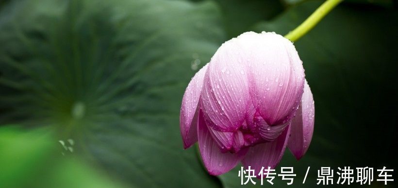 缘分|下个月，缘分与桃花翘首凝望，收获爱情余生幸福的4大生肖