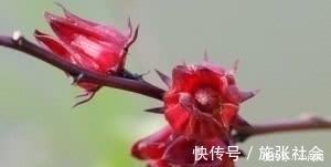 番石榴|高尿酸“最怕”的几种碱性食物, 每天坚持吃, 尿酸平稳不升高