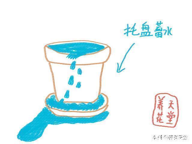 新手|7种常见的浇水方式，不仅新手不懂，有些人养花10年都没搞清楚