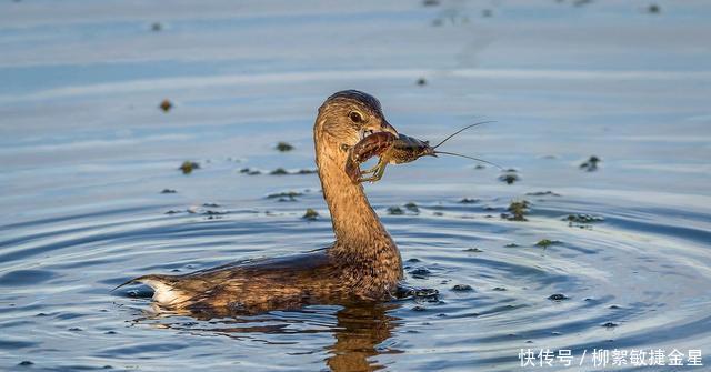 斗鱼鱼鳞掉了怎么办 斗鱼鱼鳞掉了怎么办