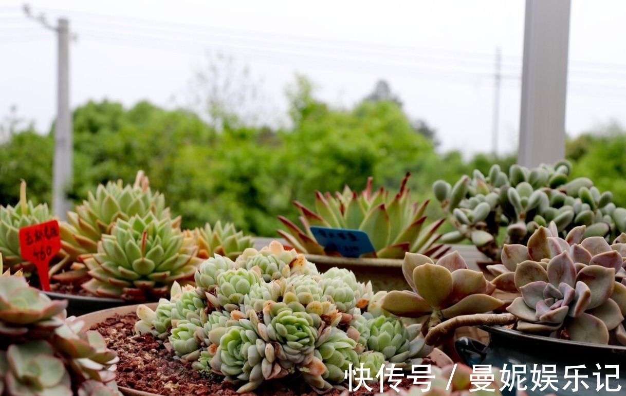 为了一盆花，家人关系彻底破裂，花有什么错？