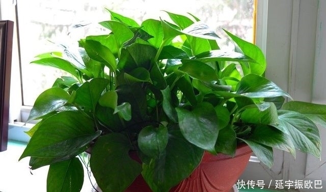 养花|介绍一下养好绿萝的方法,让你分分钟成为养花高手!