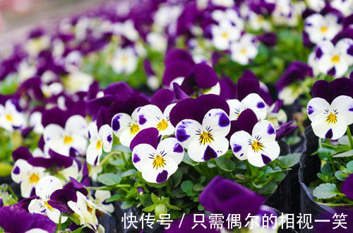 喜欢在家中养护花卉，就选花期长，花色绚丽，香味四溢的5种花