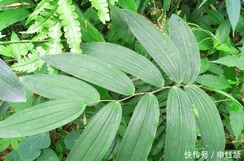 农村|农村山坡下一种野草,城里卖到25元一斤,煲汤最佳材料之一!